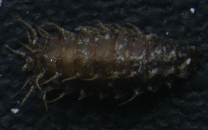 larvae: Fannia sp. (Fanniidae)